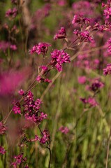 Close-up of vibrant pink wildflowers (Silene dioica) in bloom in a natural meadow in Ukraine