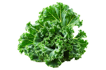 Obraz premium Fresh green Premier kale salad leaf isolated on a white background.