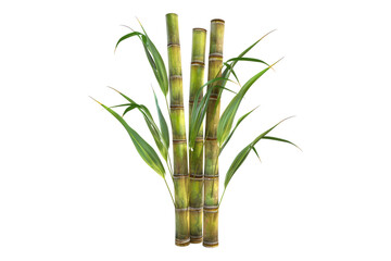 Sugarcane isolated on transparent background