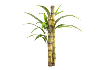 Sugarcane isolated on transparent background