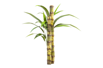 Sugarcane isolated on transparent background