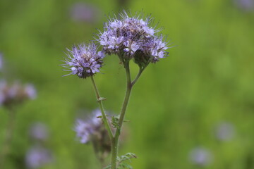 Flowers of the lacy phacelia, Phacelia tanacetifolia.