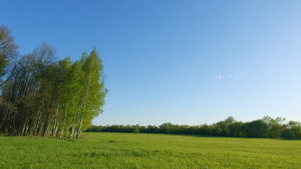 Beautiful Landscape Background. Natural Meadow Green Grass Flower Slowly Swayed By Wind Blow With Blue Sky.