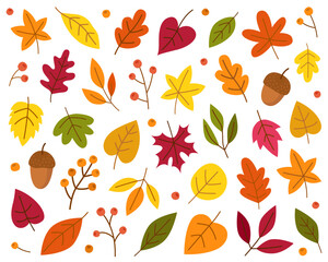 Obraz premium Autumn leaves of different colors and shapes, berries, acorns. Collection of autumn leaves. Fall, october. Red, yellow, green, orange and brown leaves.