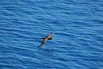 海面を飛ぶカツオドリ。小笠原諸島
Booby Sula flies beautifully against the backdrop...
