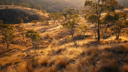 Obraz premium Sunlit landscape with trees and golden grasslands