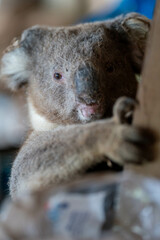 koala in a shed with cobwebs on its eyes and head with red eyes