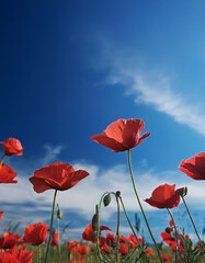 Obraz premium Primer plano de flores en escorzo con el cielo azul de fondo en un campo 