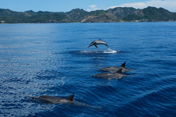 飛び上がるイルカ,小笠原諸島。
dolphins jumping out of sea with clear blue ocean on...