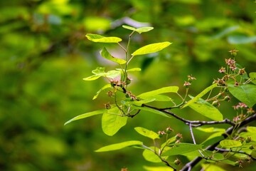 Obraz premium Green plants on the terrace in spring in the city of Munich