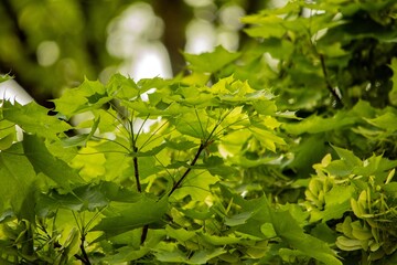 Green plants on the terrace in spring in the city of Munich