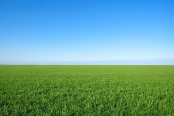 Fototapeta premium Vast Green Field with a Clear Blue Sky.