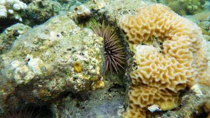 小笠原諸島のサンゴ礁
Coral reef of Ogasawara Islands (Bonin Islands)