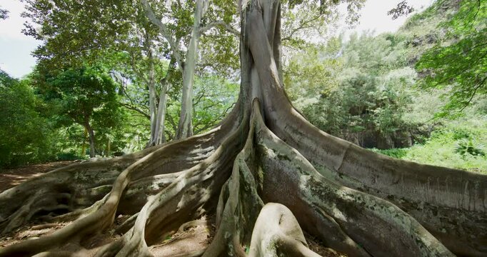 Roots of massive, majestic Hawaiian jungle tree