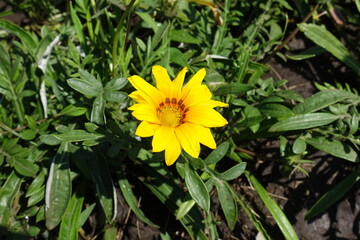 One bright yellow flower of Gazania splendens in July