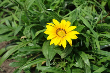 Single yellow flower of Gazania splendens in mid July