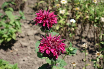 Close shot of two magenta colored flowers of monarda in July