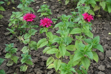 Three magenta colored flowers of monarda in July