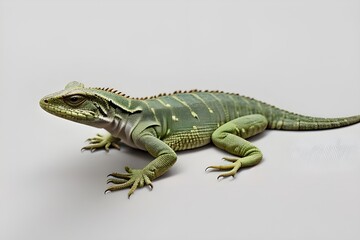 Fototapeta premium green lizard on a tree