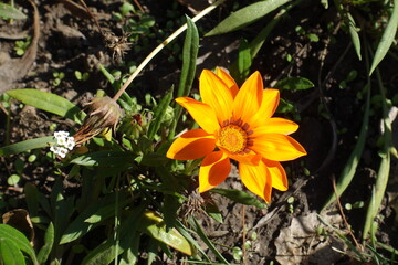 Fototapeta premium One orange flower of Gazania splendens in October