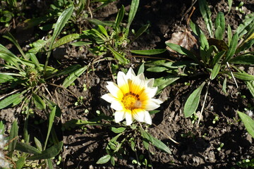 Single white flower of Gazania rigens in October