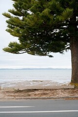 tree on the beach