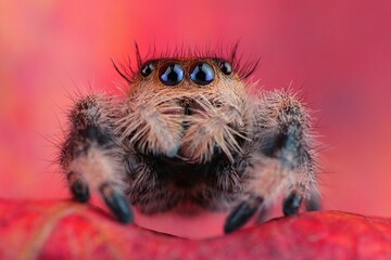 Close up Regal baby jumping spider - Phidippus regius on the ground