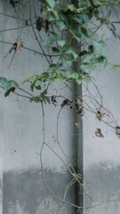 vintage concrete walls with vines that grow, for background purpose
