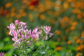 風に蝶が舞っている花姿
