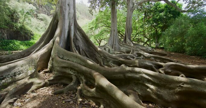 Large roots of tree in jungle - tracking shot