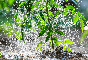 Watering seedling tomato in Greenhouse