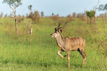 Kudu male in searching for food in the Kruger National Park in South Africa
