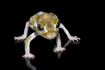Smooth Knob-tailed Gecko (Nephrurus levis pilbarensis) closeup isolated on black background