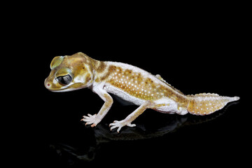 Smooth Knob-tailed Gecko (Nephrurus levis pilbarensis) closeup isolated on black background