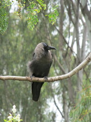 Indian House Crow/Common Crow in Forest Setting