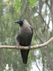 Indian Grey-Necked Crow Perched on a Branch