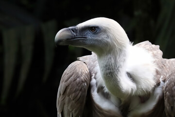 Lappet faced vulture or nubian vulture torgos tracheliotos closeup