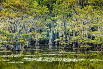 Magical scenery with cypress trees and spanish moss at the Caddo Lake, Texas