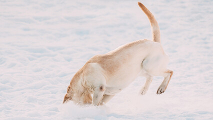 Funny pet labrador dog animal during seasonal activity. beautiful breed dog funny labrador outdoor...