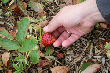 Close up of male hand picking up ripe red strawberries