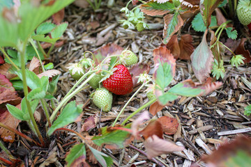 Close up of ripe and unripe strawberries growing on the ground 