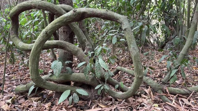 Cu Chi, Viet Nam Cu Chi tunnels were the Viet Cong's base of operations for the Tet Offensive in 1968. Famous tourist attraction in Vietnam