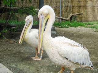 Two pelicans at the zoo during the summer