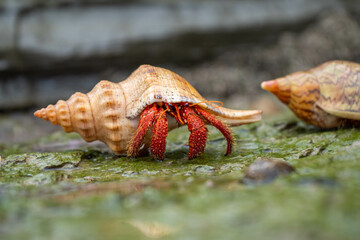 hermit crab in a shell on the rocks at a beach in tasmania australia in spring