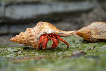 hermit crab in a shell on the rocks at a beach in tasmania australia in spring