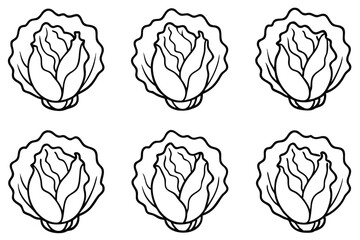 Napa Cabbage Line Art illustration