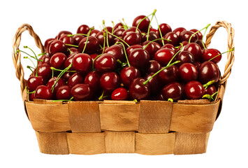 Freshly picked bunch of cherries in a natural basket on white background. Design element for product label, catalog print.