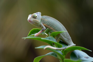 Baby High Pied veiled chameleon on branch, Baby High Pied veiled chameleon closeup on green leaves