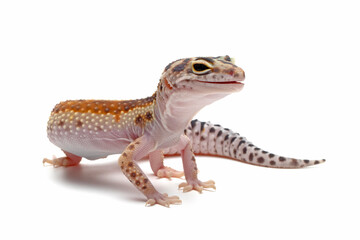 Naklejka premium Eublepharis macularius wild type female closeup on isolated background