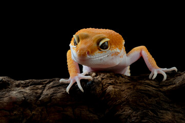 Sunglow leopard gecko on wood, Sunglow leopard gecko closeup